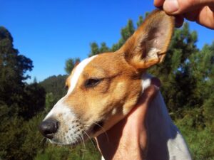 Cómo poner esparadrapo en las orejas de un Jack Russell